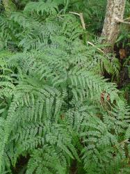 Adiantum formosum. Adaxial surface of mature 4-pinnate frond.
 Image: L.R. Perrie © Leon Perrie CC BY-NC 3.0 NZ